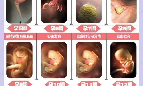 人流后四个月吃紧急避孕药有危害吗-4个月流产后鸡蛋糕能吃吗网 :分享做完人流四个月可以喝酒么吗-4个月流产后鸡蛋糕能吃吗孕妇知识